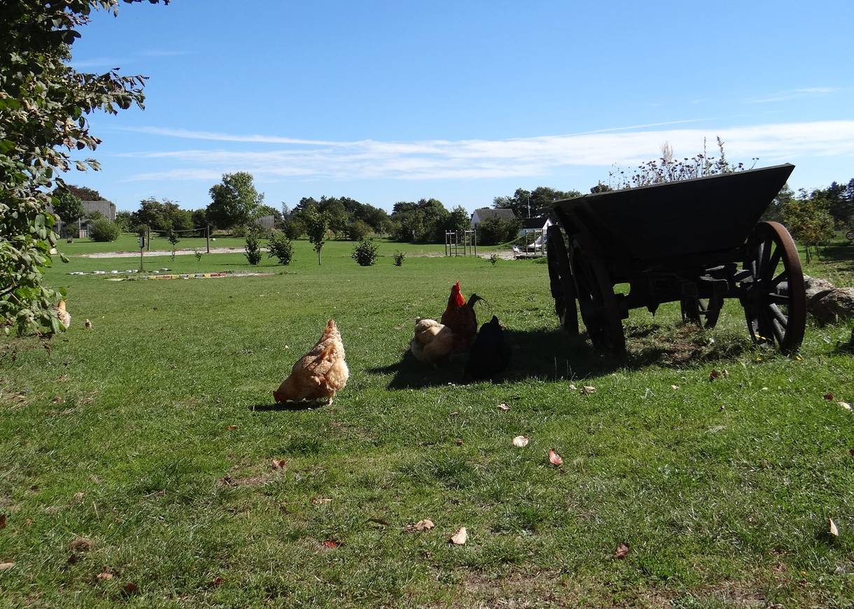 Wiese mit Hühnern, einem alten Leiterwagen und Kelttergerüsten