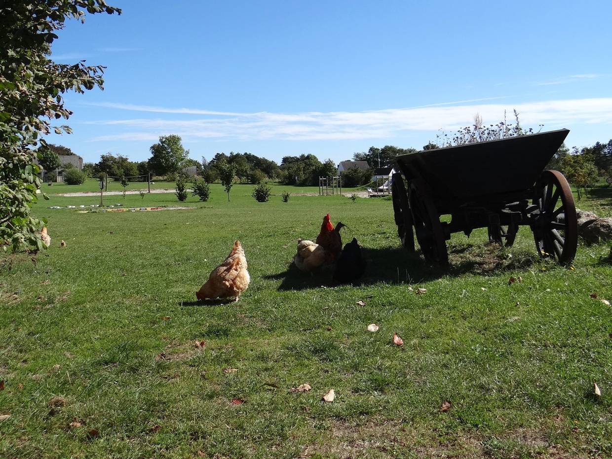 Wiese mit Hühnern, einem alten Leiterwagen und Kelttergerüsten