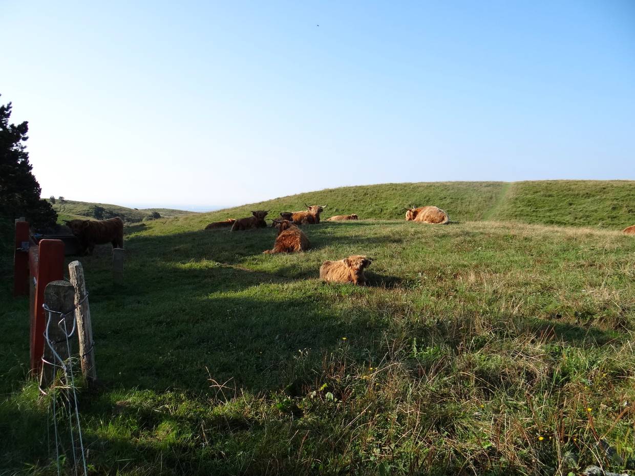 Hochlandrinder, die auf einer hügeligen Wiese in der Sonne liegen