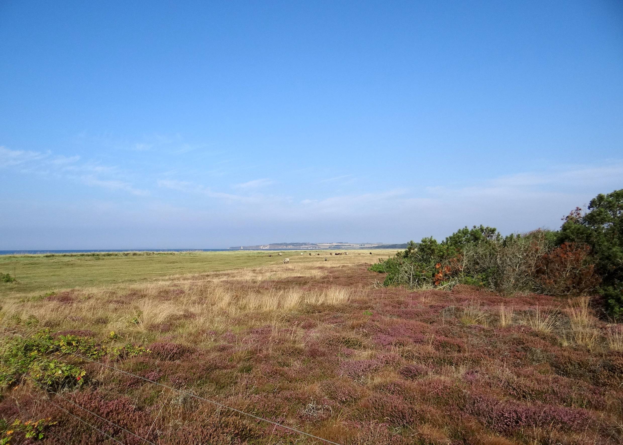 Blick über Heidewiesen am Meer