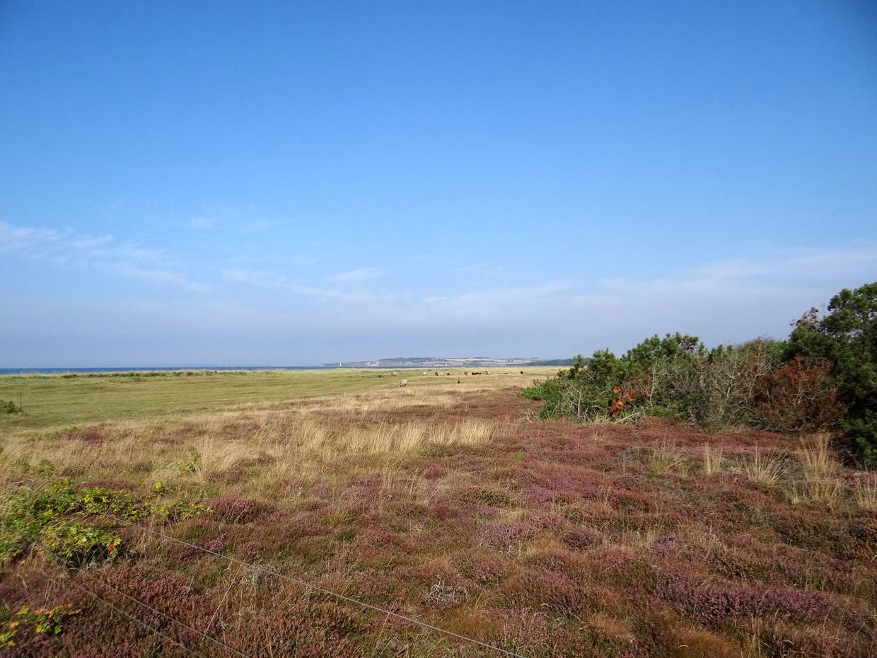 Blick über Heidewiesen am Meer