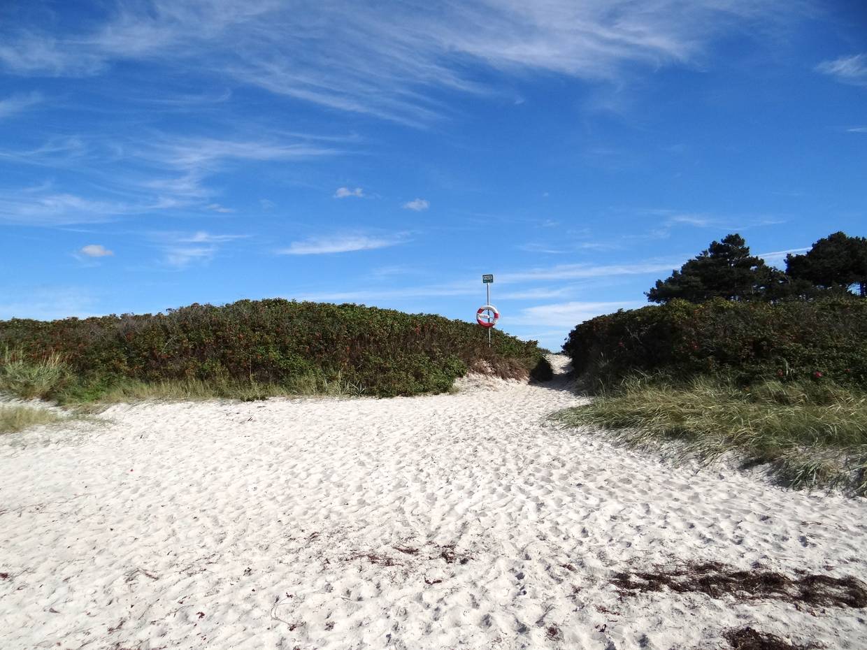 Strandzugang zwischen Heckenrosen