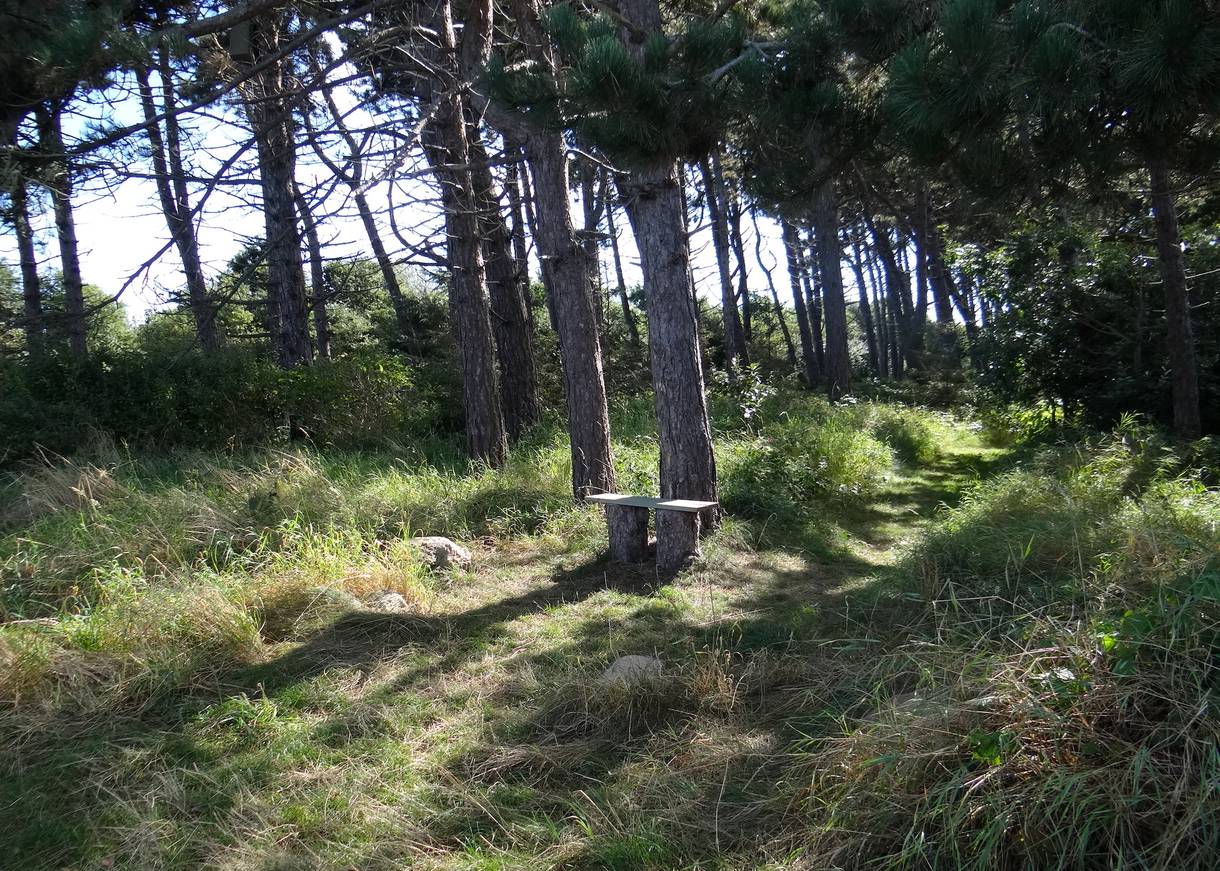Waldweg unter Kiefern mit einer kleinen Bank