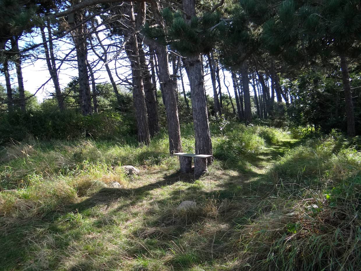 Waldweg unter Kiefern mit einer kleinen Bank
