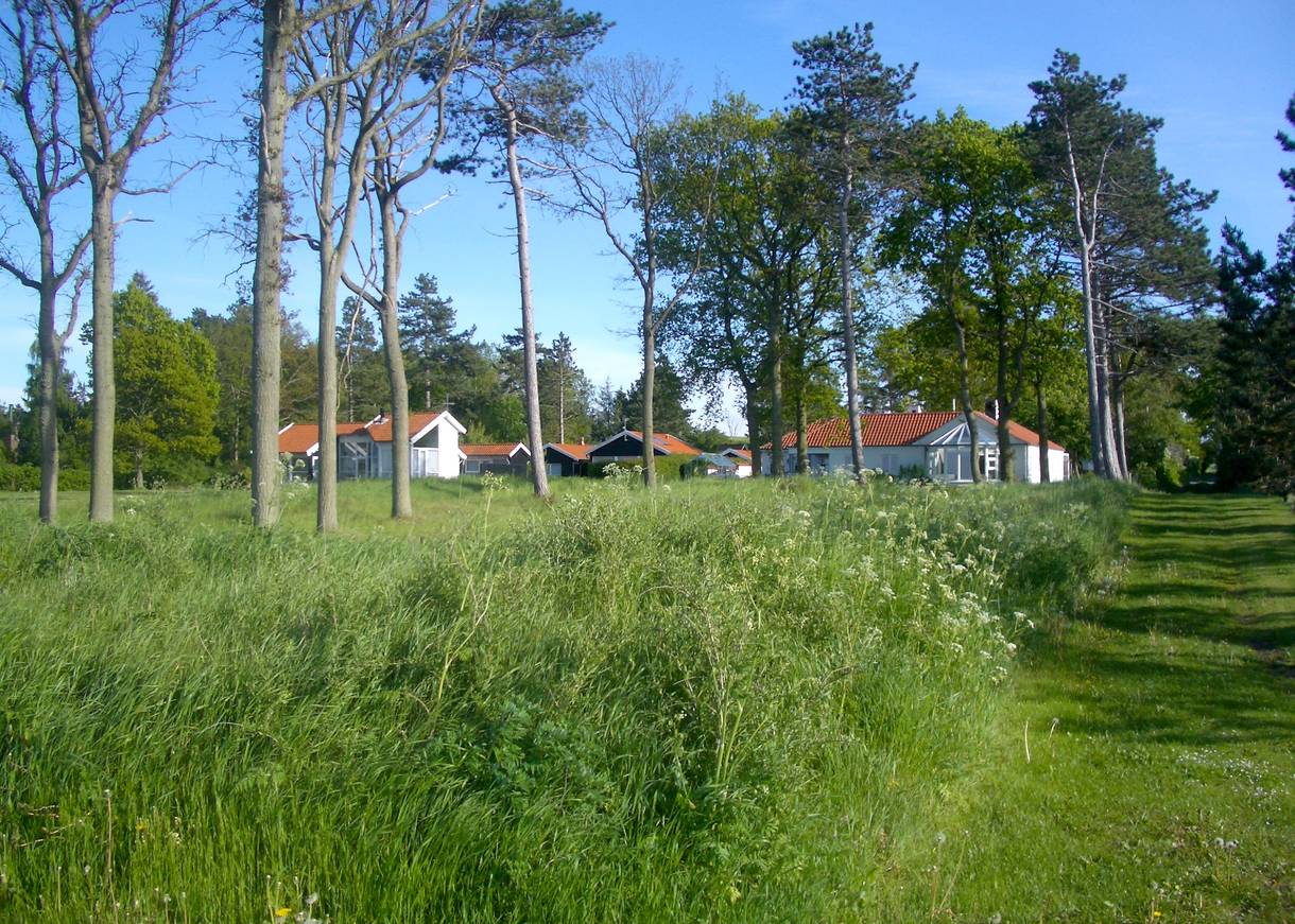 Ferienhäuser hinter einer hohen grünen Wiese mit Bäumen