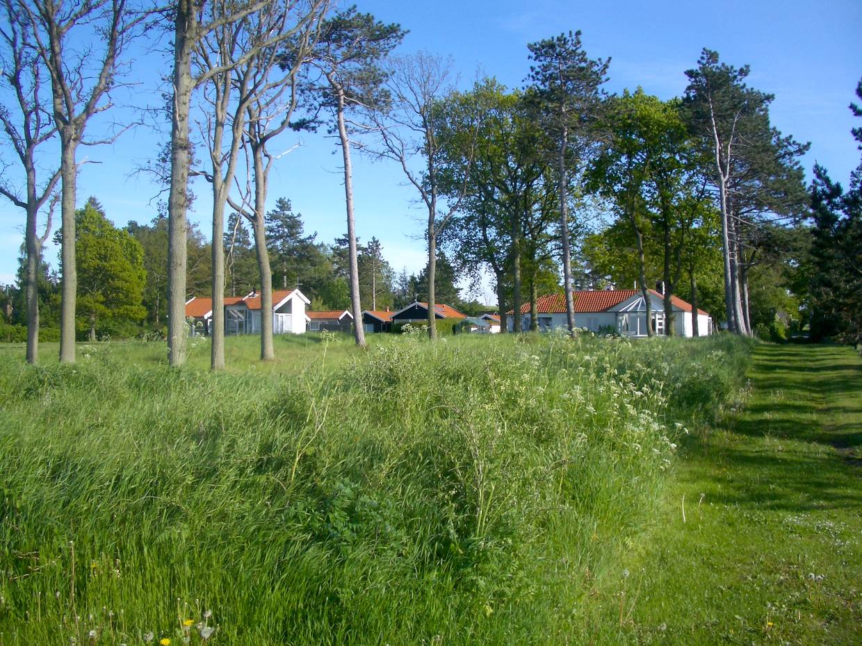 Ferienhäuser hinter einer hohen grünen Wiese mit Bäumen