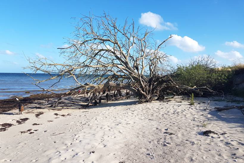 Foto von Årø Strand