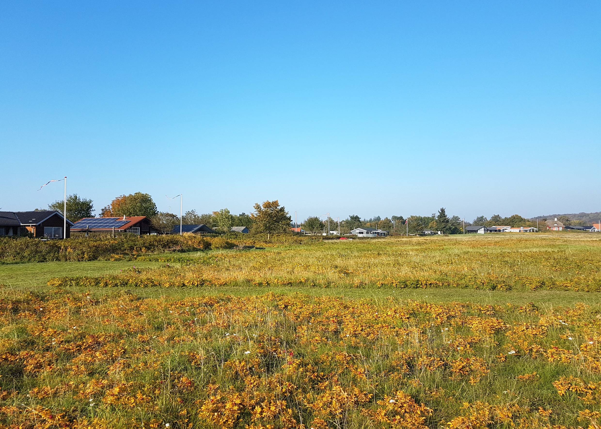 Blühende Strandwiese, im Hintergrund Ferienhäuser