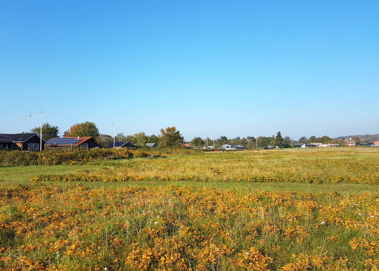 Blühende Strandwiese, im Hintergrund Ferienhäuser