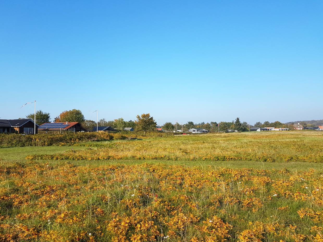 Blühende Strandwiese, im Hintergrund Ferienhäuser