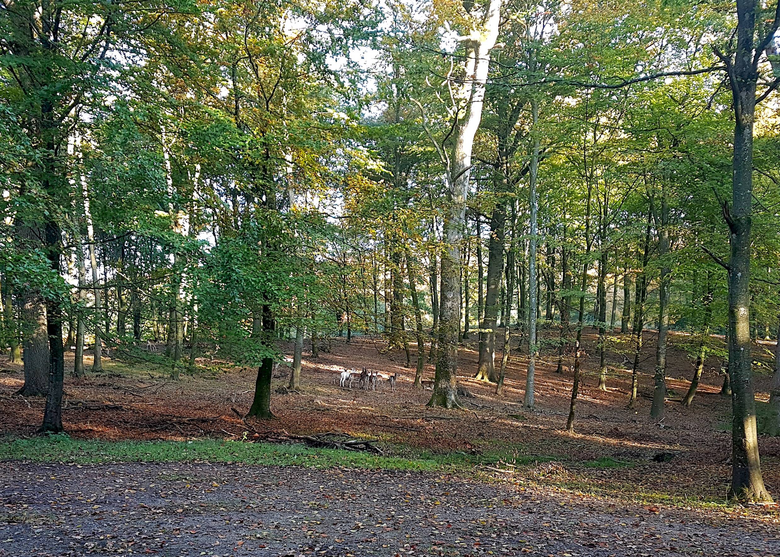 Kleine Gruppe Rehe unter herbstlich gefärbten Bäumen