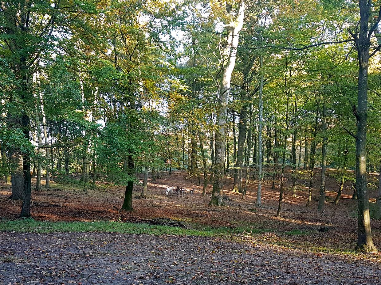 Kleine Gruppe Rehe unter herbstlich gefärbten Bäumen
