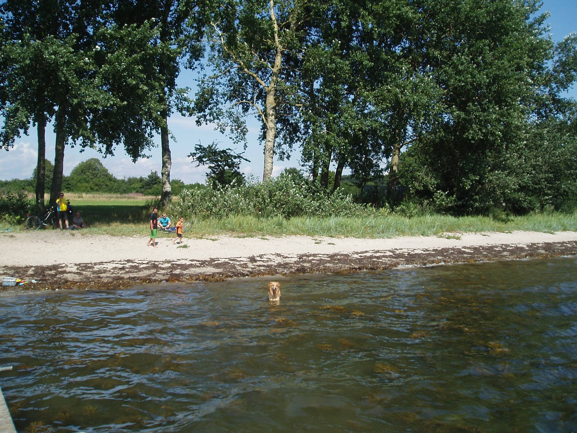 Hund im Wasser, dahinter Strand mit Bäumen und eine Wiese