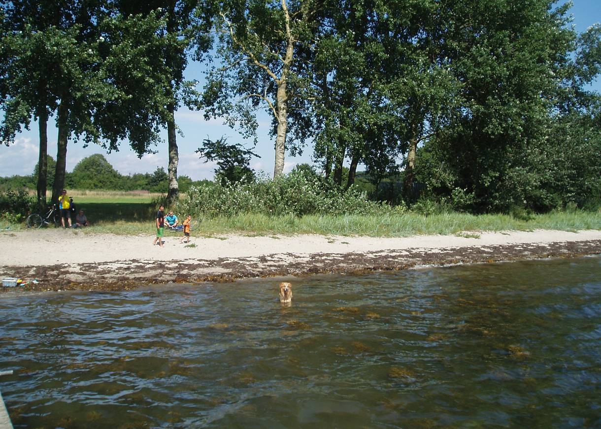 Hund im Wasser, dahinter Strand mit Bäumen und eine Wiese