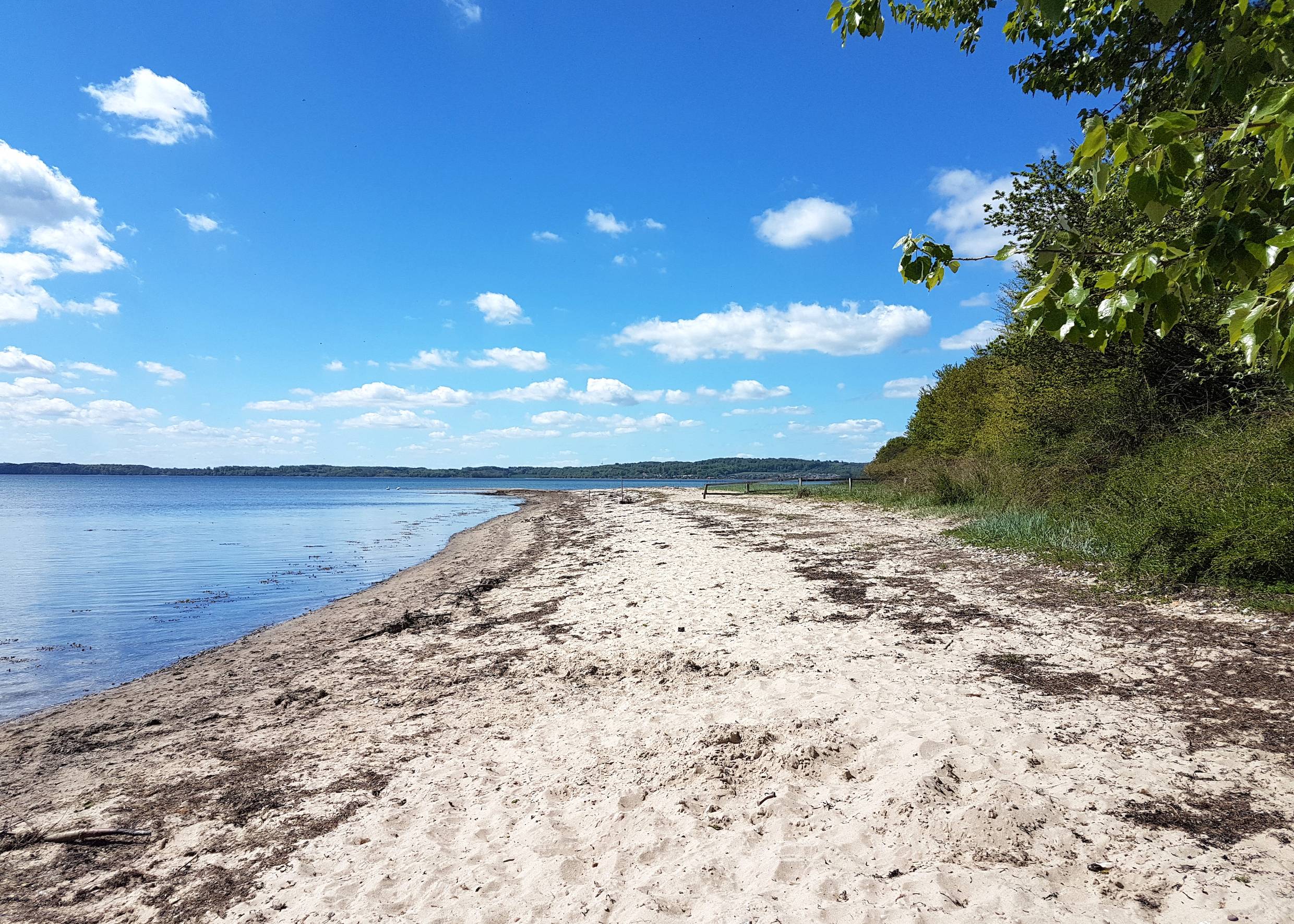 Sandstrand mit etwas Seegras, Bäume dahinter und sehr blauer Himmel