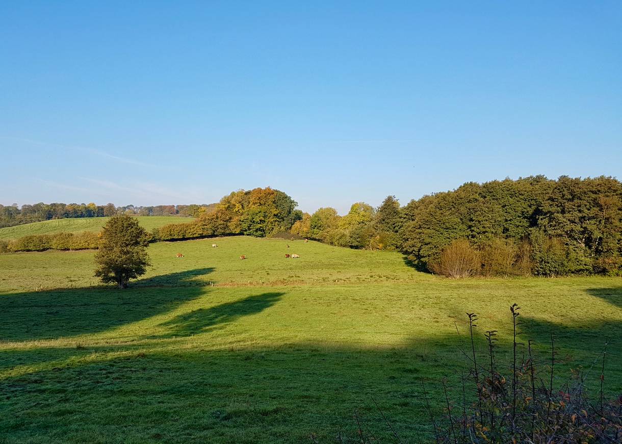 Blick über hügelige Wieden mit Baumhecken dazwischen