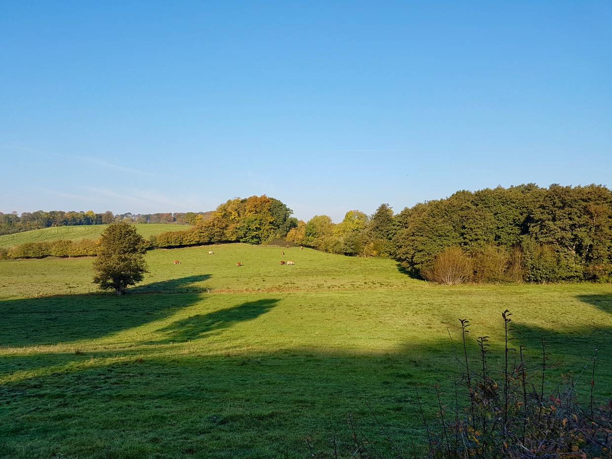 Blick über hügelige Wieden mit Baumhecken dazwischen