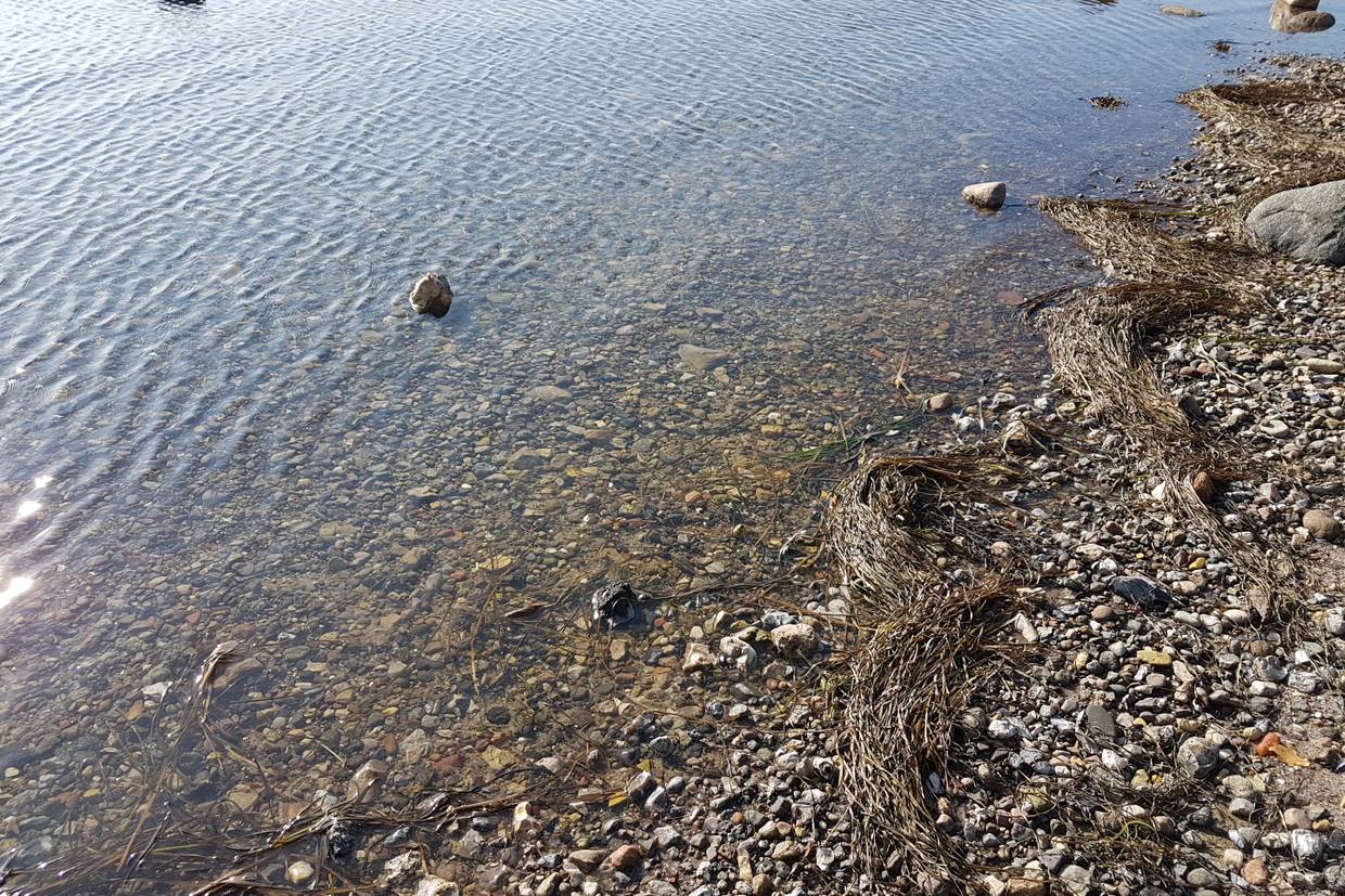 Foto von Rendbjerg Strand