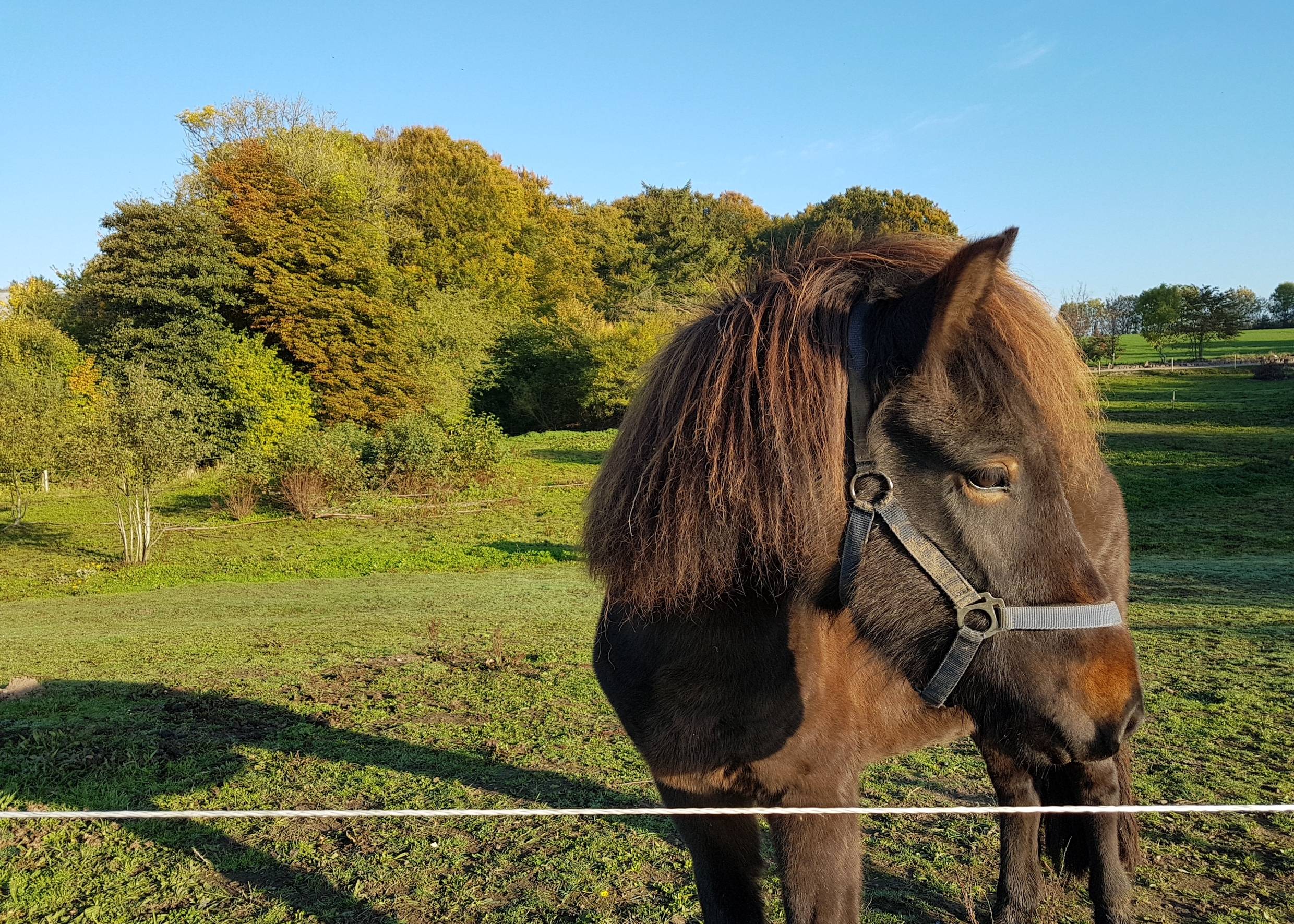 Braunes Pony auf der Weide
