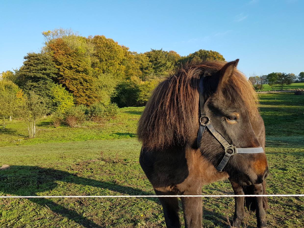 Braunes Pony auf der Weide