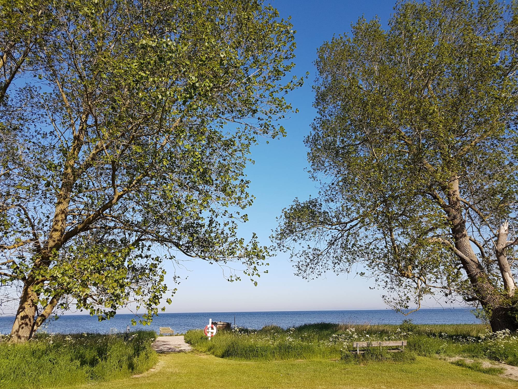 Wiese mit einer Bank und Bäumen am Meer
