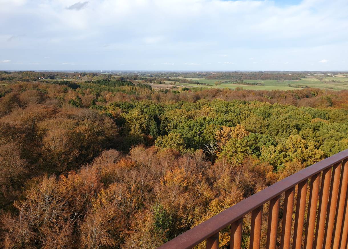 Blick über einen Herbstwald von einem Aussichtsturm