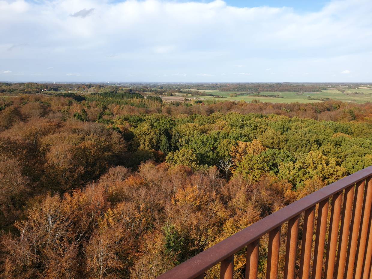Blick über einen Herbstwald von einem Aussichtsturm