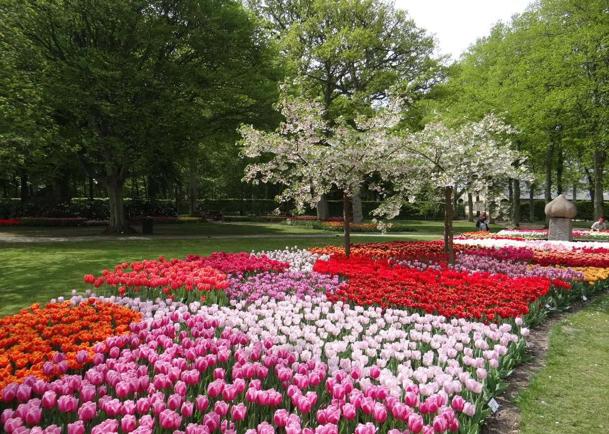 Tulpenbeete in verschiedenen Rottönen