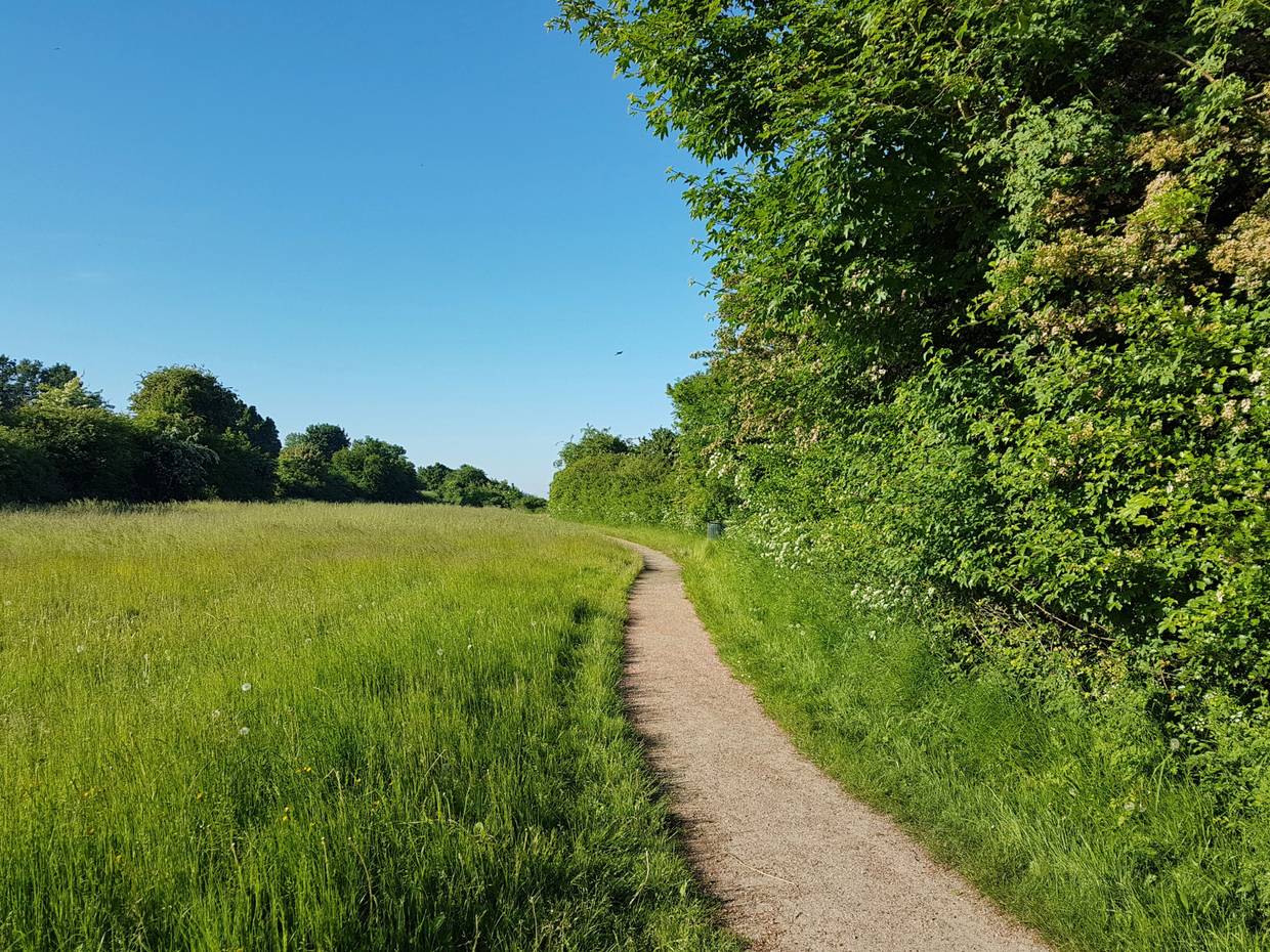 Fußweg zwischen Bäumen und einer grünen Wiese in Kalvehave