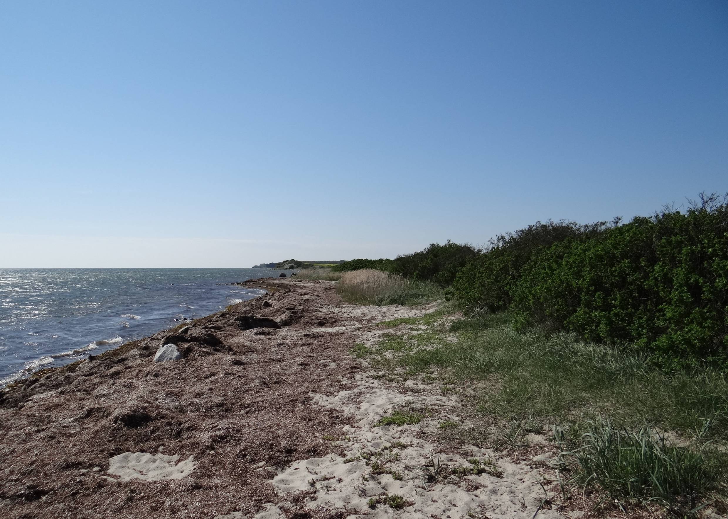 Schmaler Strand mit viel Seegras