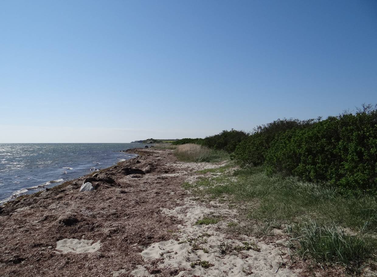 Schmaler Strand mit viel Seegras