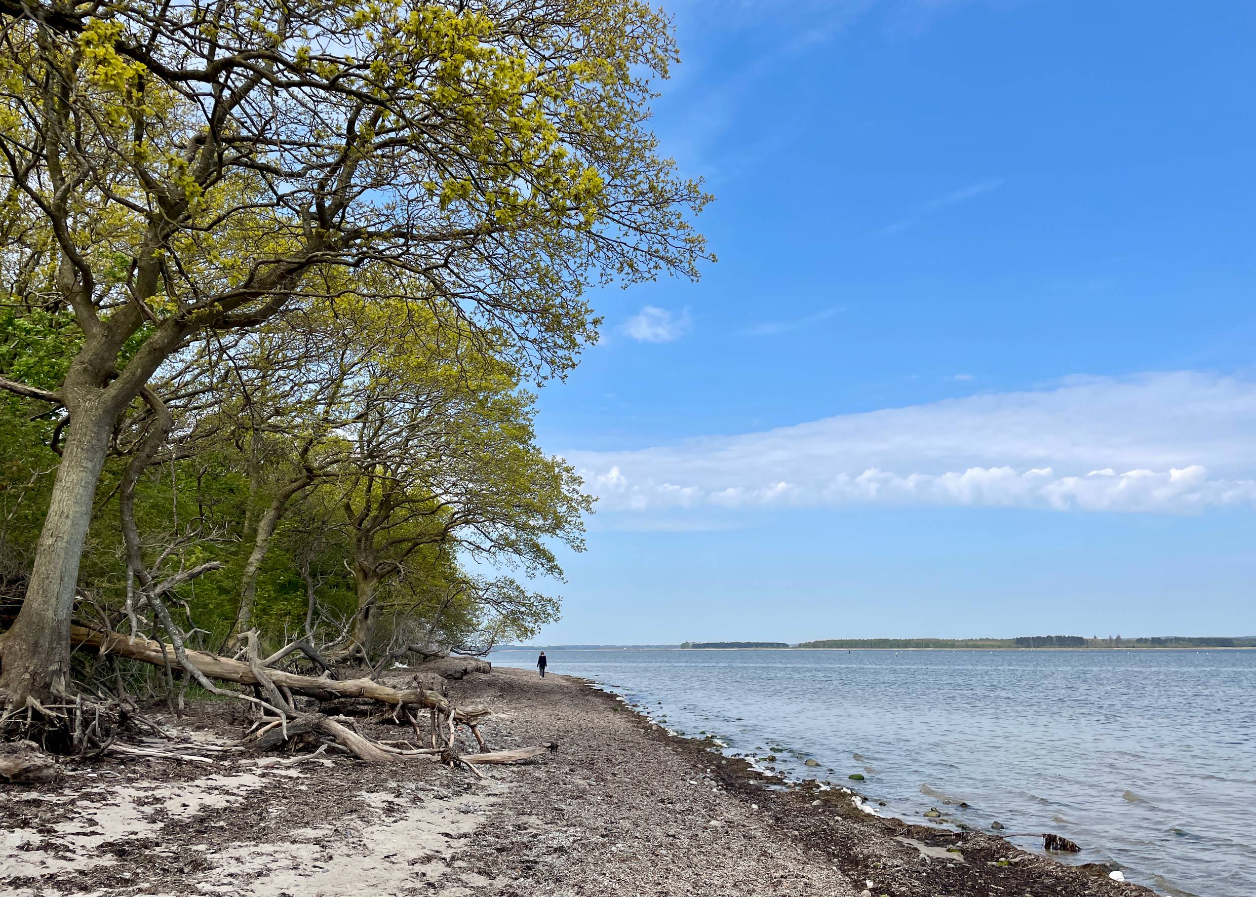 Ostseestrand unter hohen Bäumen, mit viel Seegras bedeckt