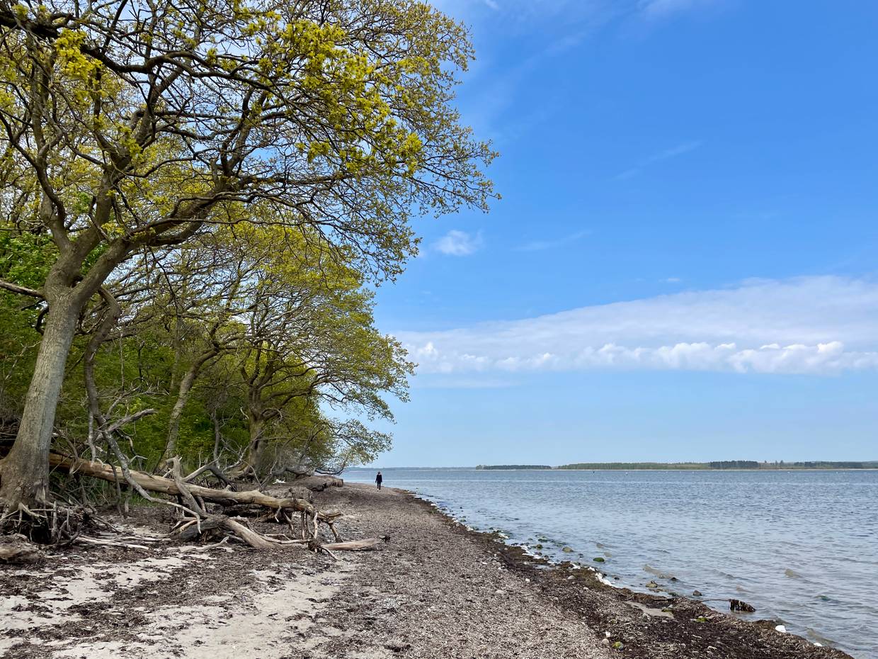 Ostseestrand unter hohen Bäumen, mit viel Seegras bedeckt