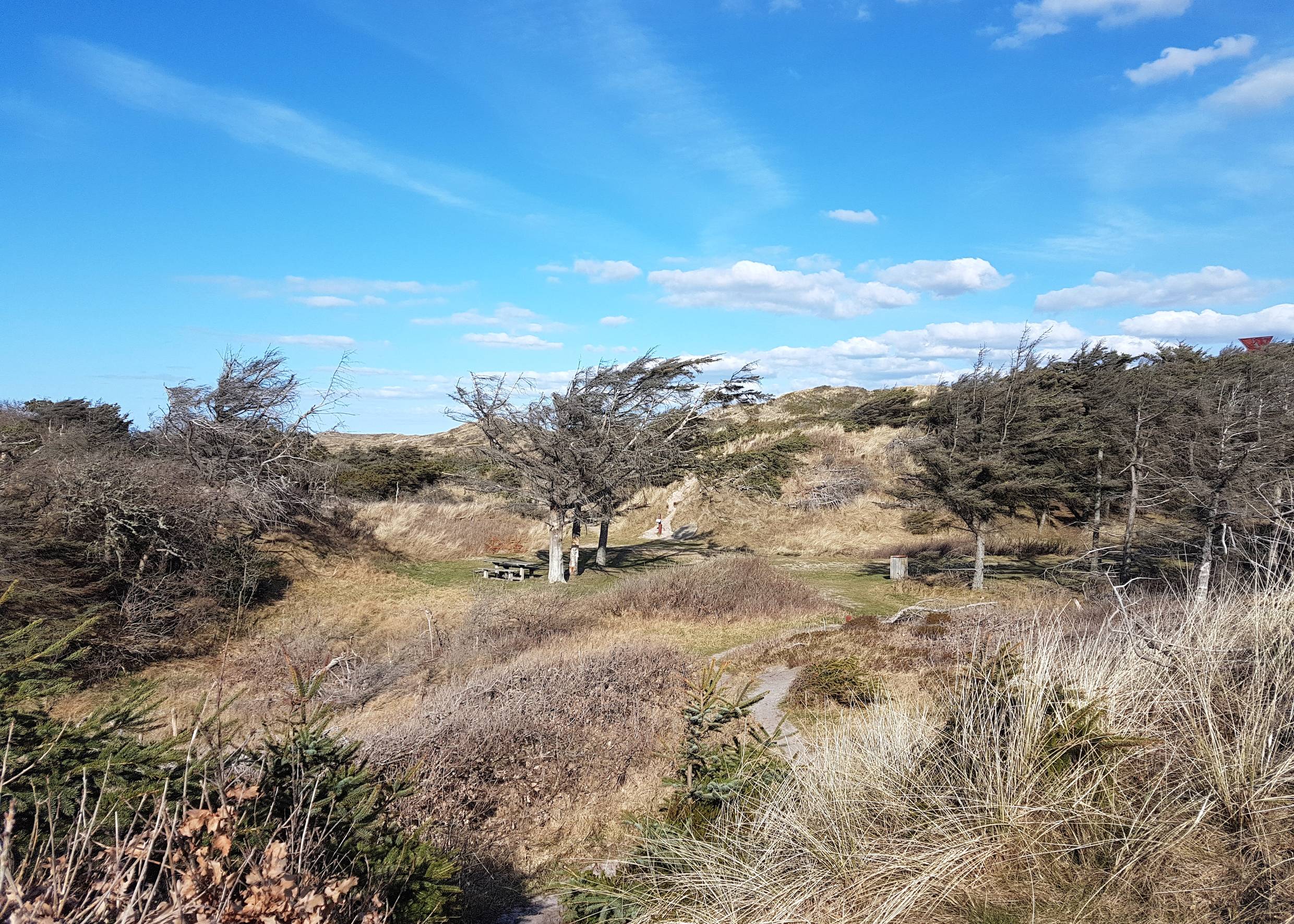 Dünengrundstück mit abgestorbenen Bäumen, daunter Picknickplätze