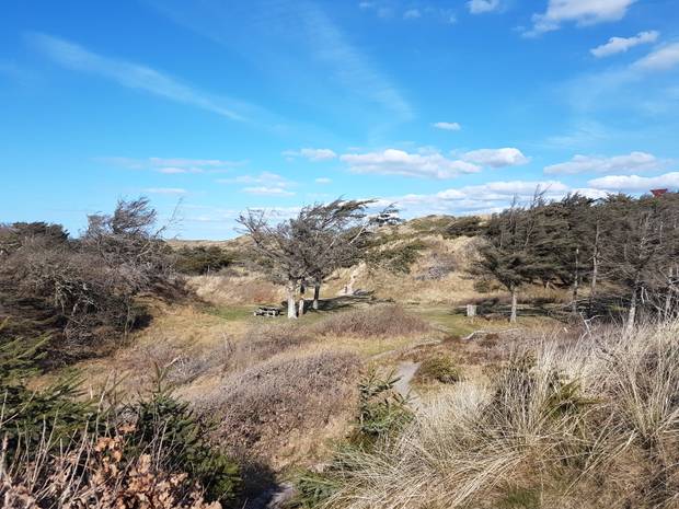 Wilde, hügelige Dünenlandschaft mit windschiefen Bäumen