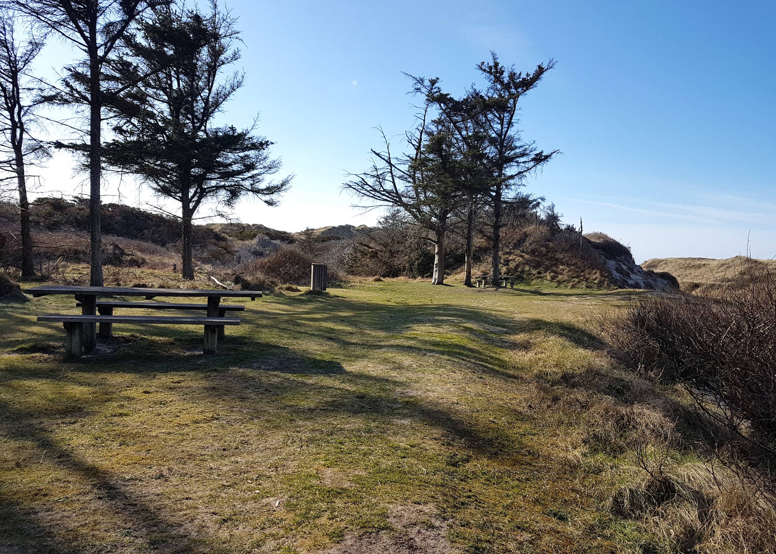 Picknickbänke zwischen Nadelbäumen und Dünen