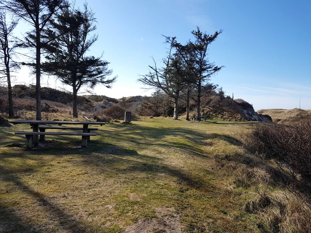 Picknickbänke zwischen Nadelbäumen und Dünen