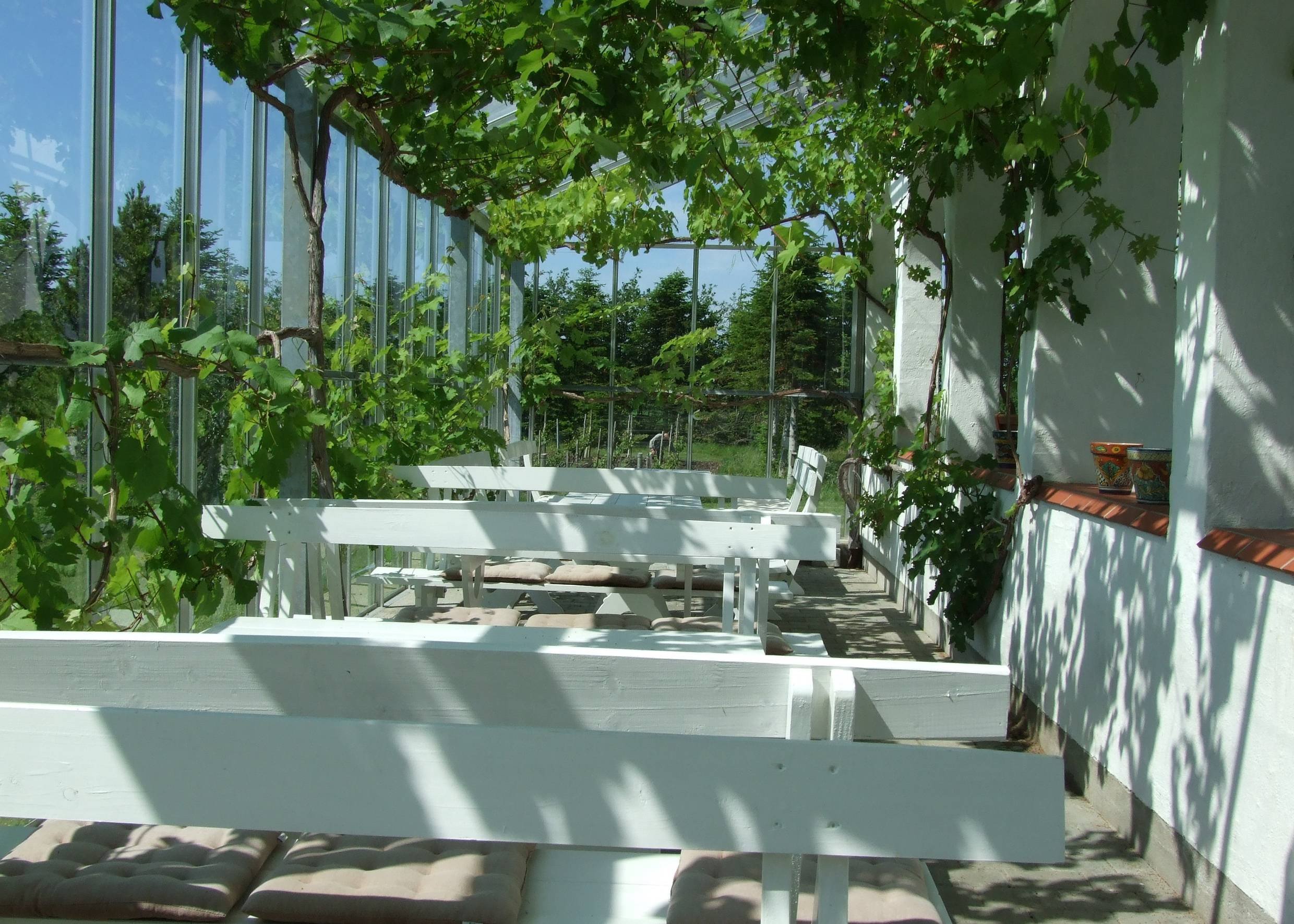 Von Weinreben bewachsener Wintergarten mit weißen Holztischen und Bänken 