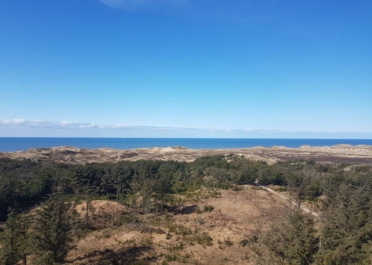 Blick vom Turm über Dünen und Nadelwald zum Meer