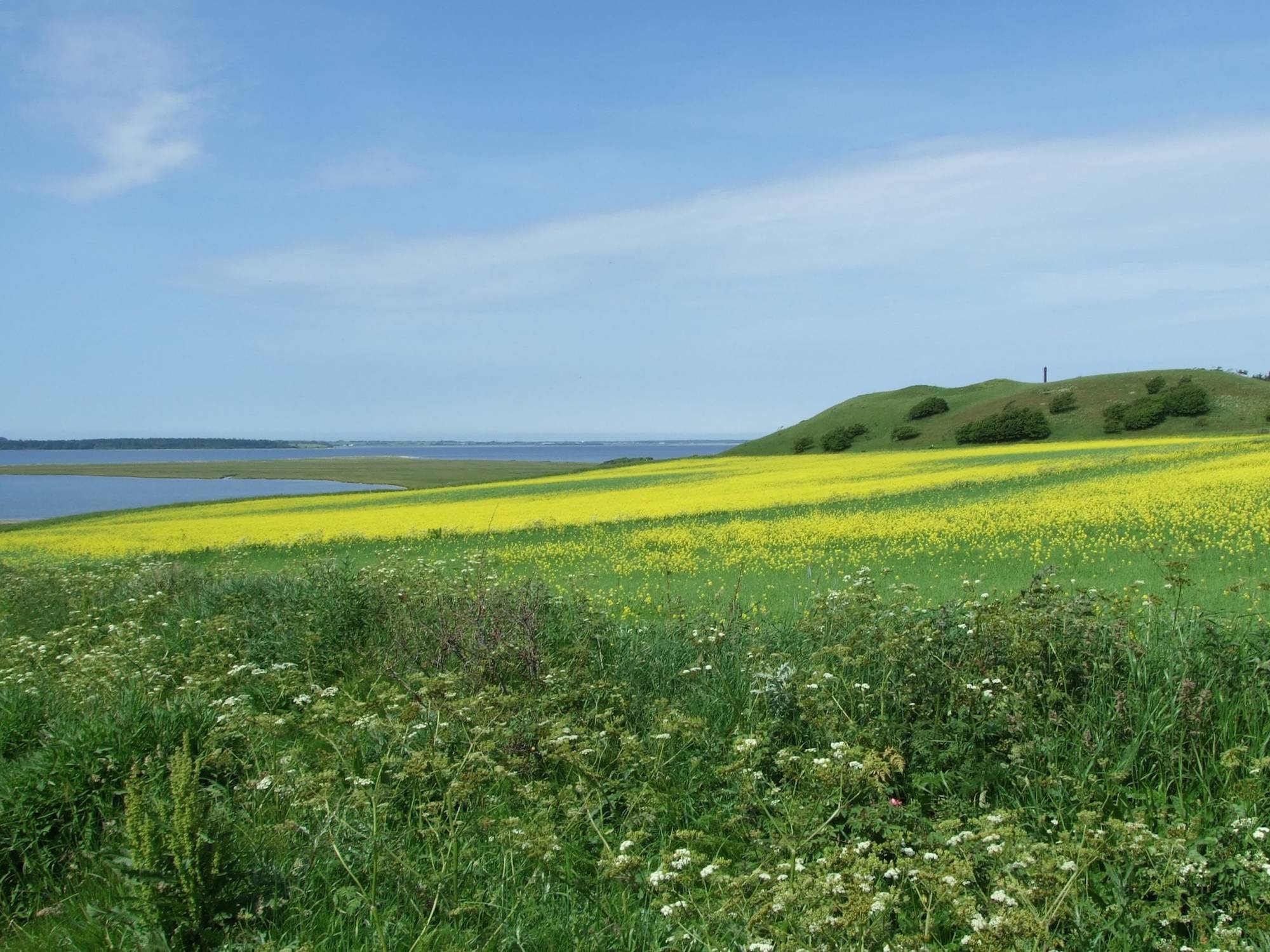 Blick über den Limfjord und Rapsfelder bei Lögstör