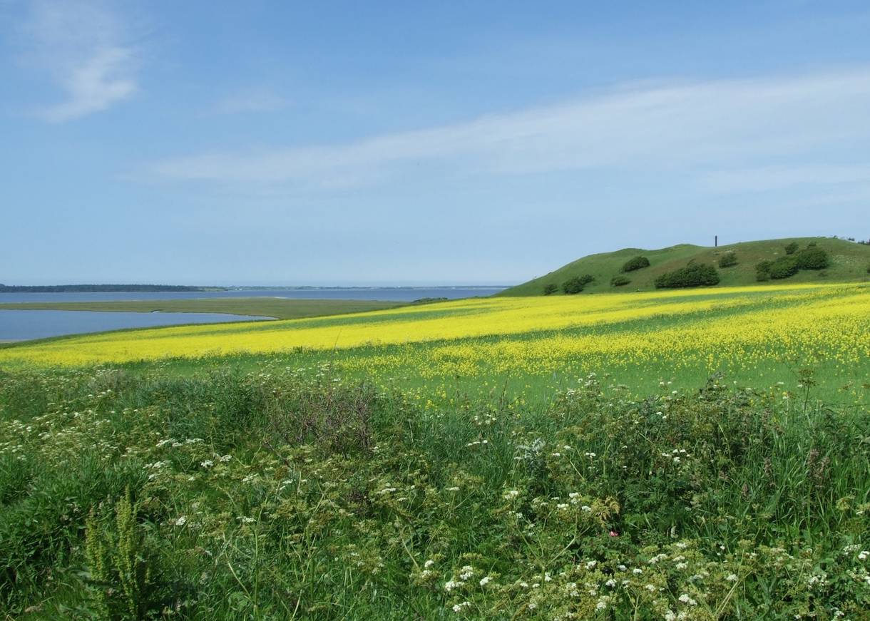 Blick über den Limfjord und Rapsfelder bei Lögstör