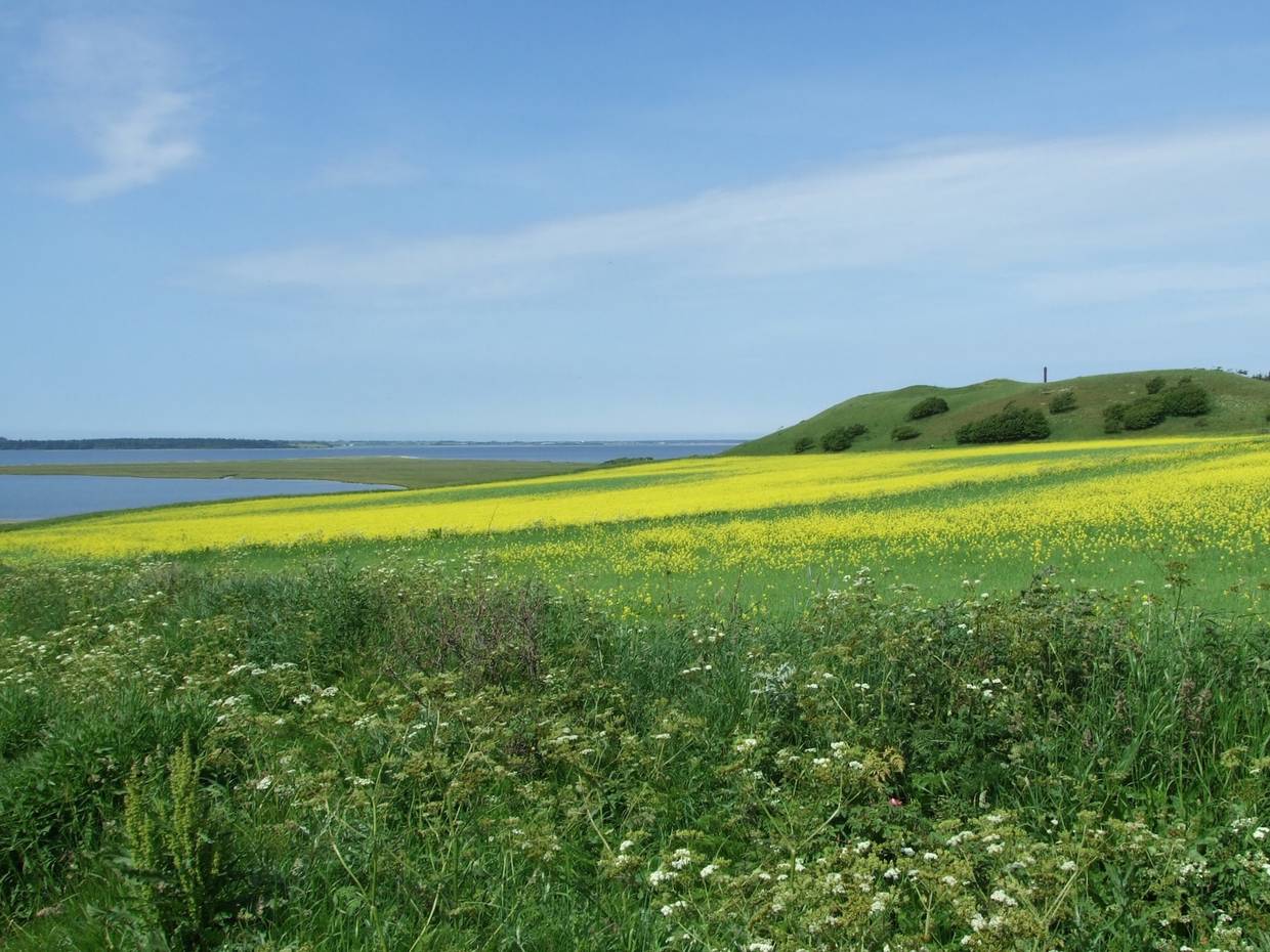 Blick über den Limfjord und Rapsfelder bei Lögstör
