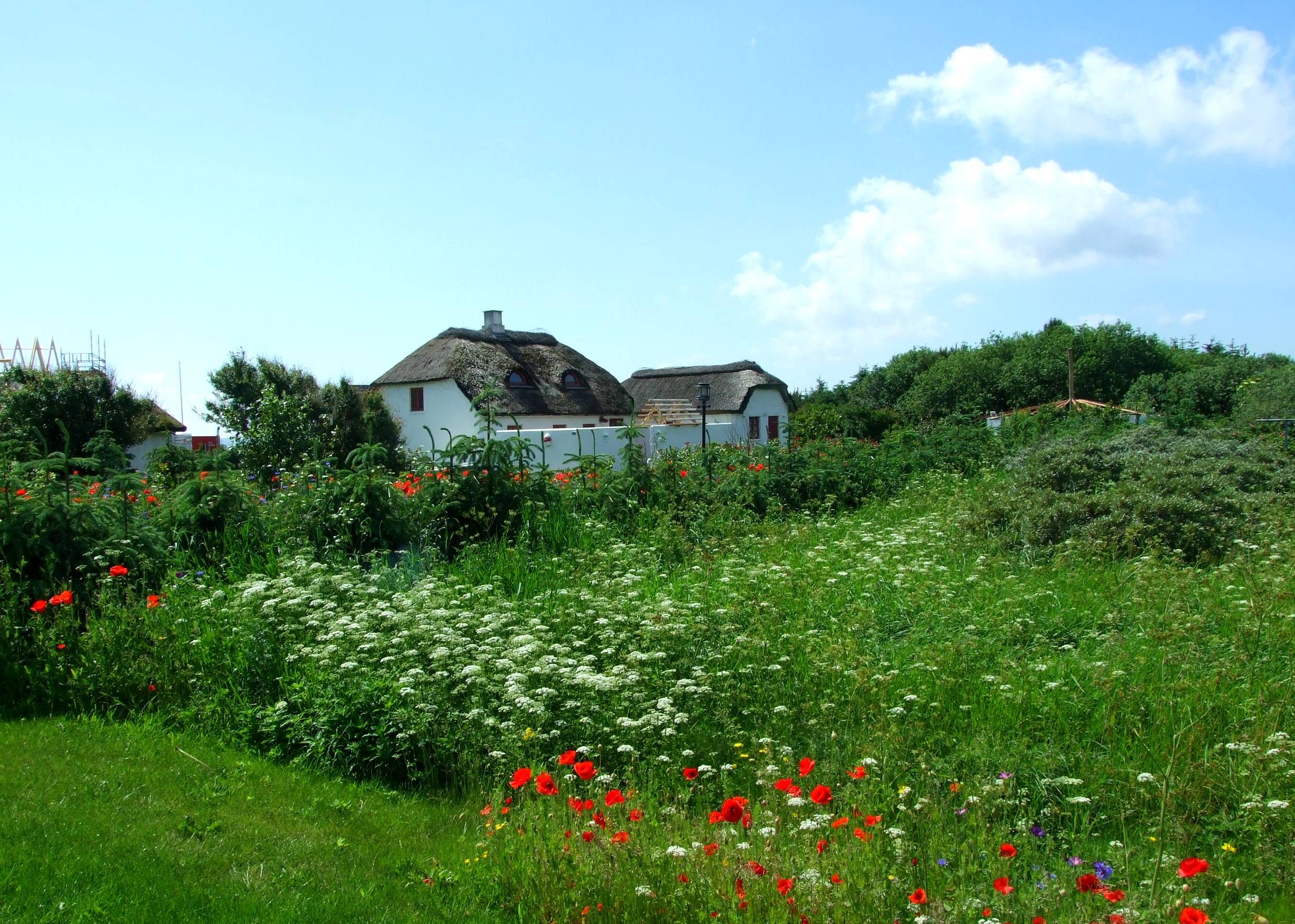 Weißes Reetdachhaus hinter einer blühenden Sommerwiese