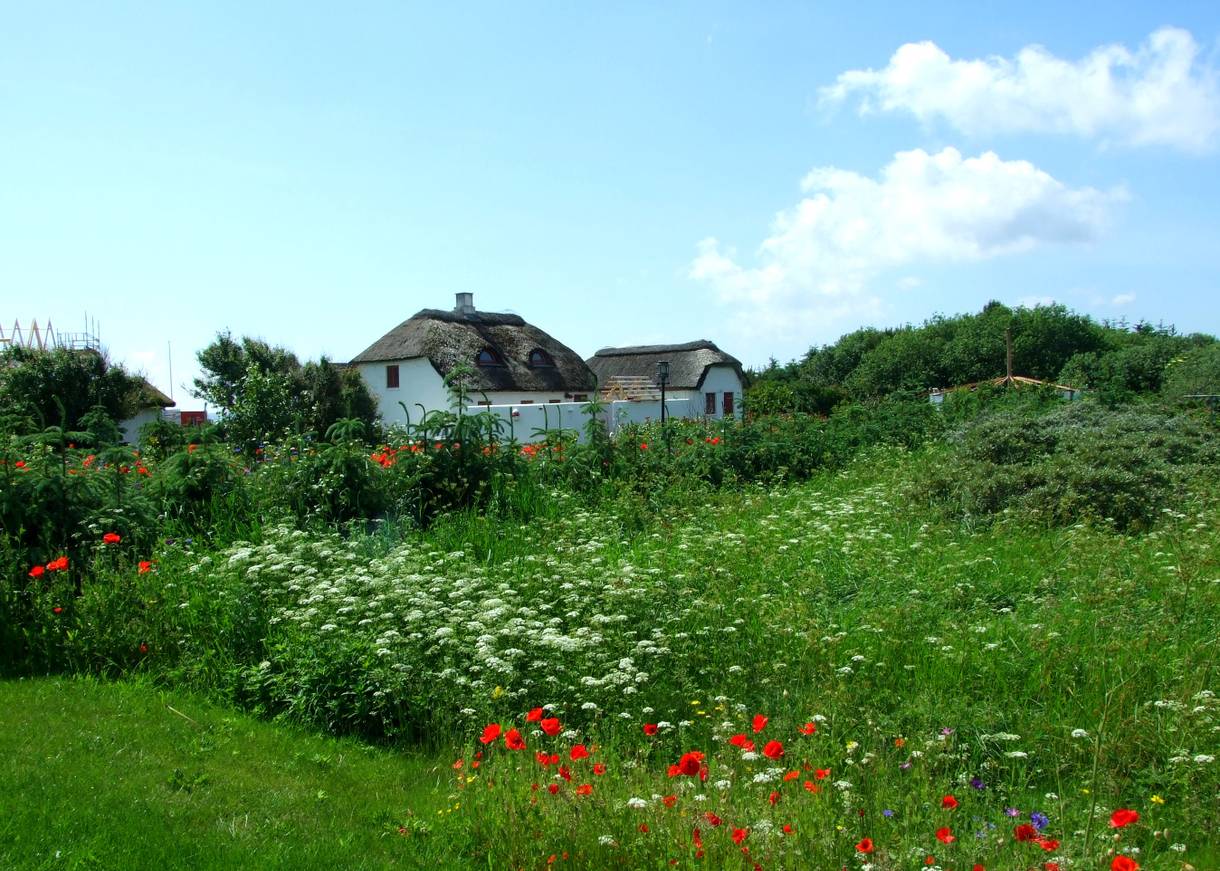 Weißes Reetdachhaus hinter einer blühenden Sommerwiese