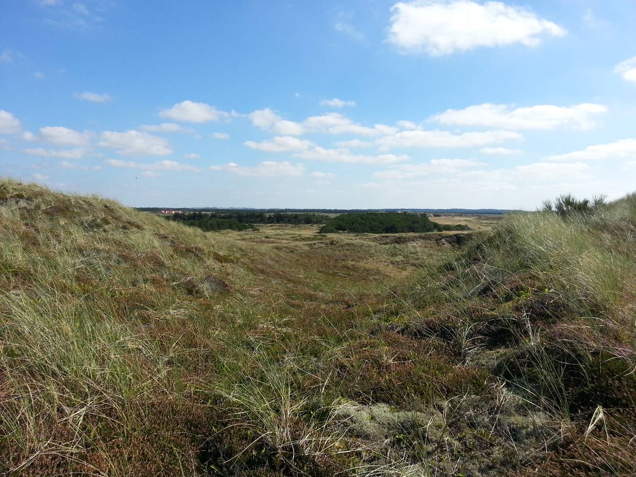 Blick durch eine grünen bewachsenes Dünental
