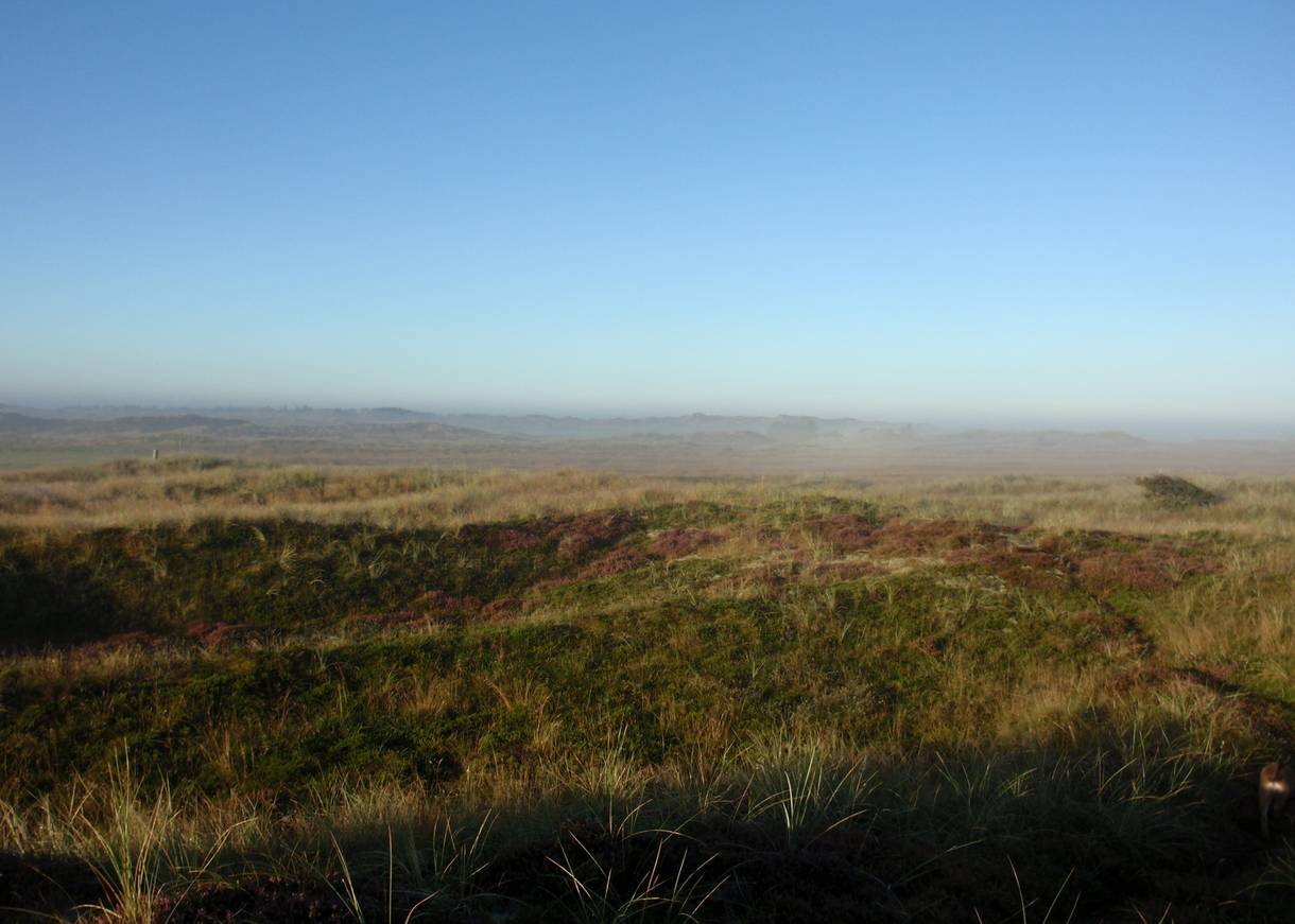 Morgennebel über den Dünen