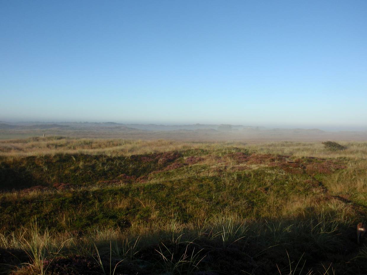 Morgennebel über den Dünen