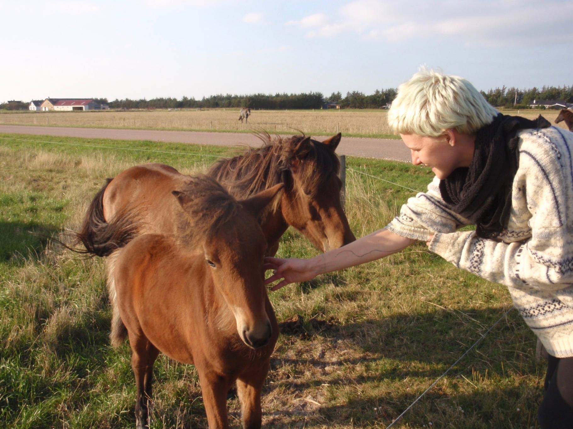 Isländer mit Fohlen am Zaun