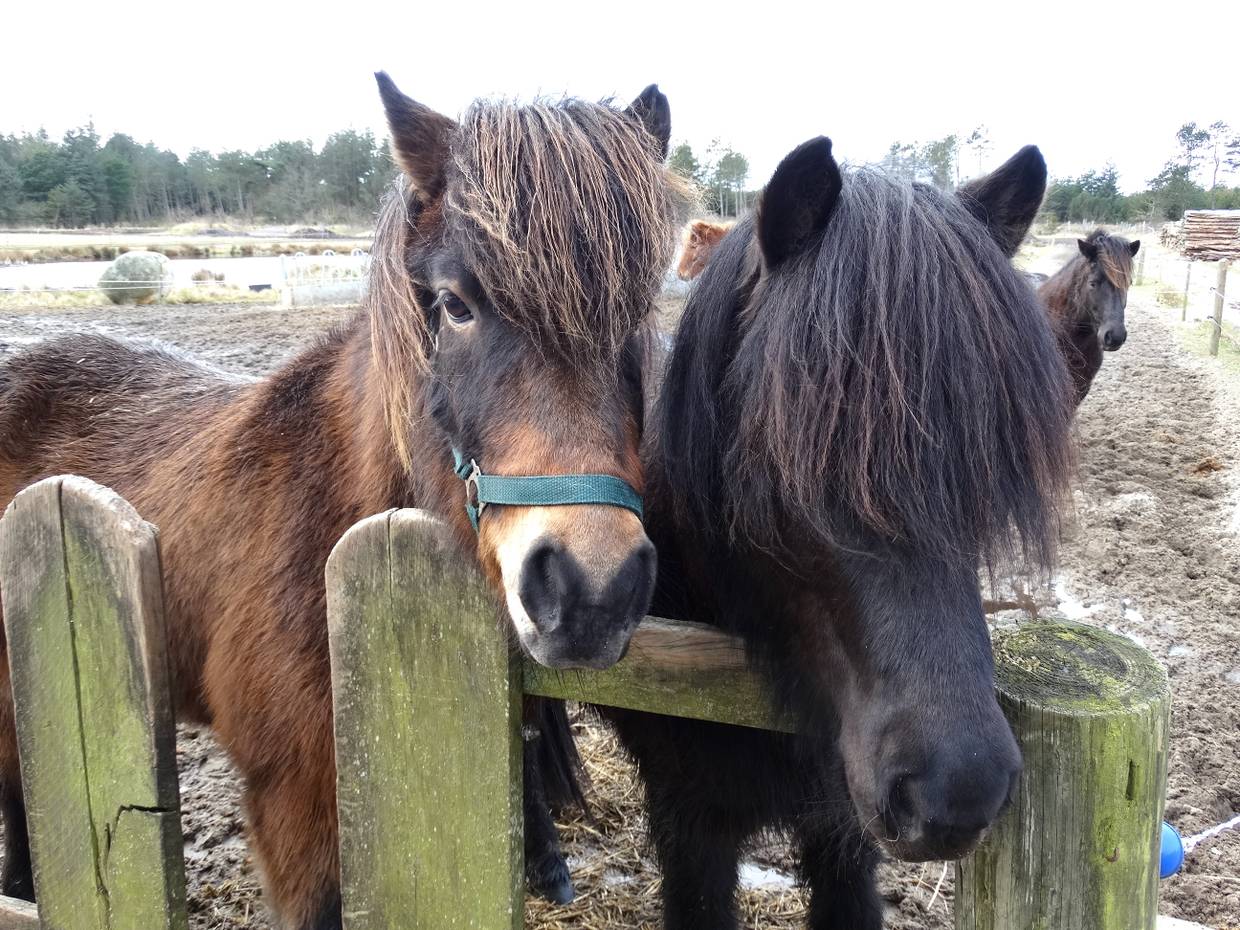 Zwei braune Ponys mit langer Mähne an einem Holzzaun