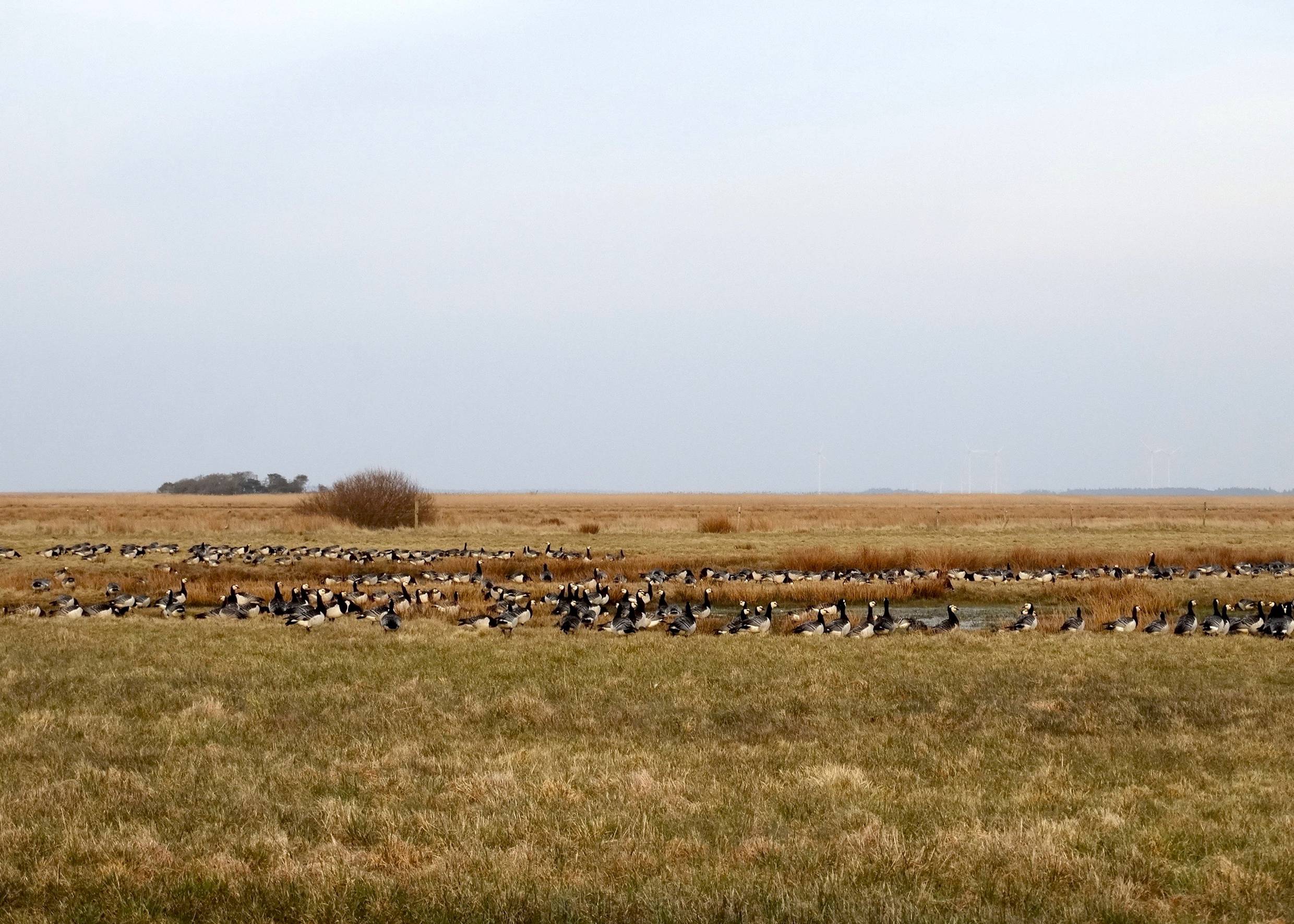 Wildgänse auf einer Wiese